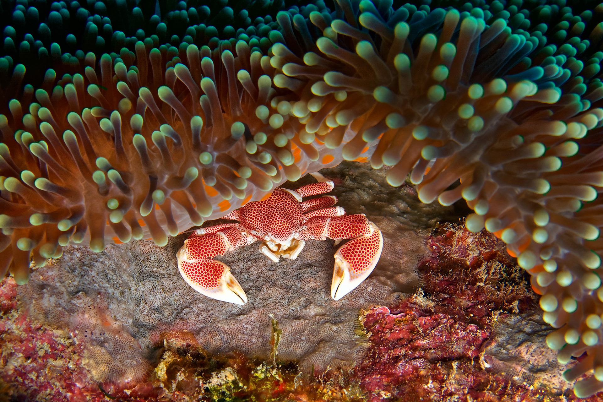 Porcelain crab - Neopetrolisthes maculatus