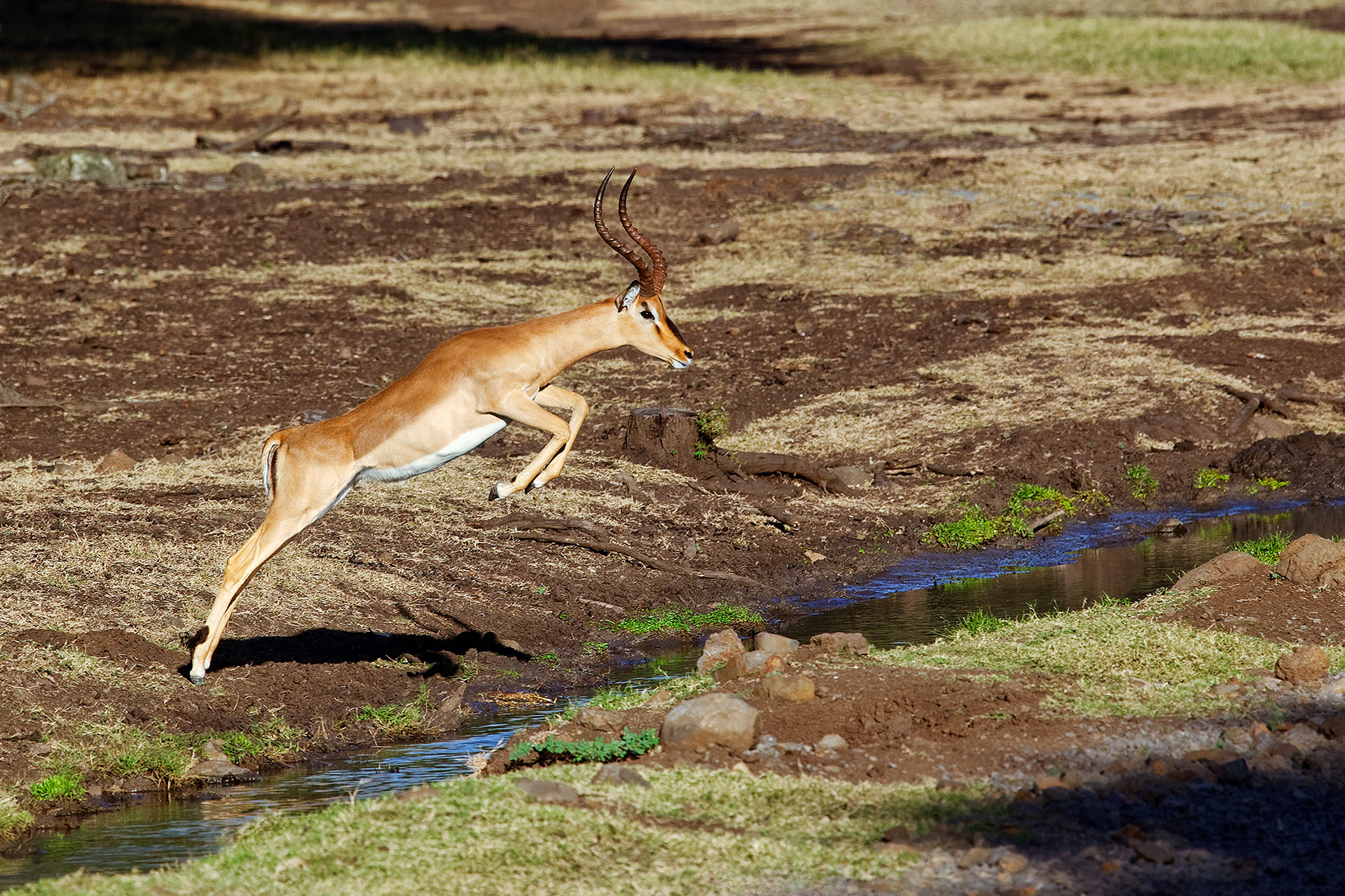 Male impala - Aepyceros melampus