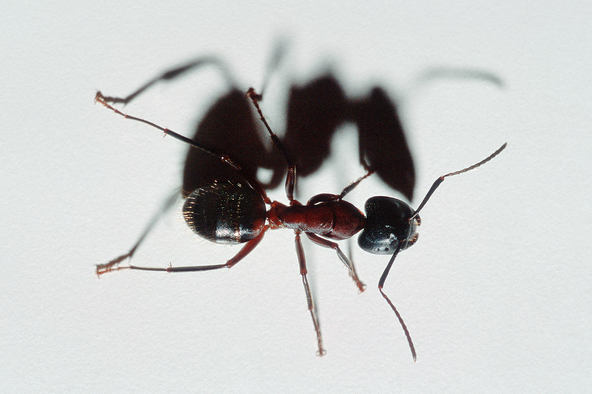 Carpenter ant - Camponotus sp.