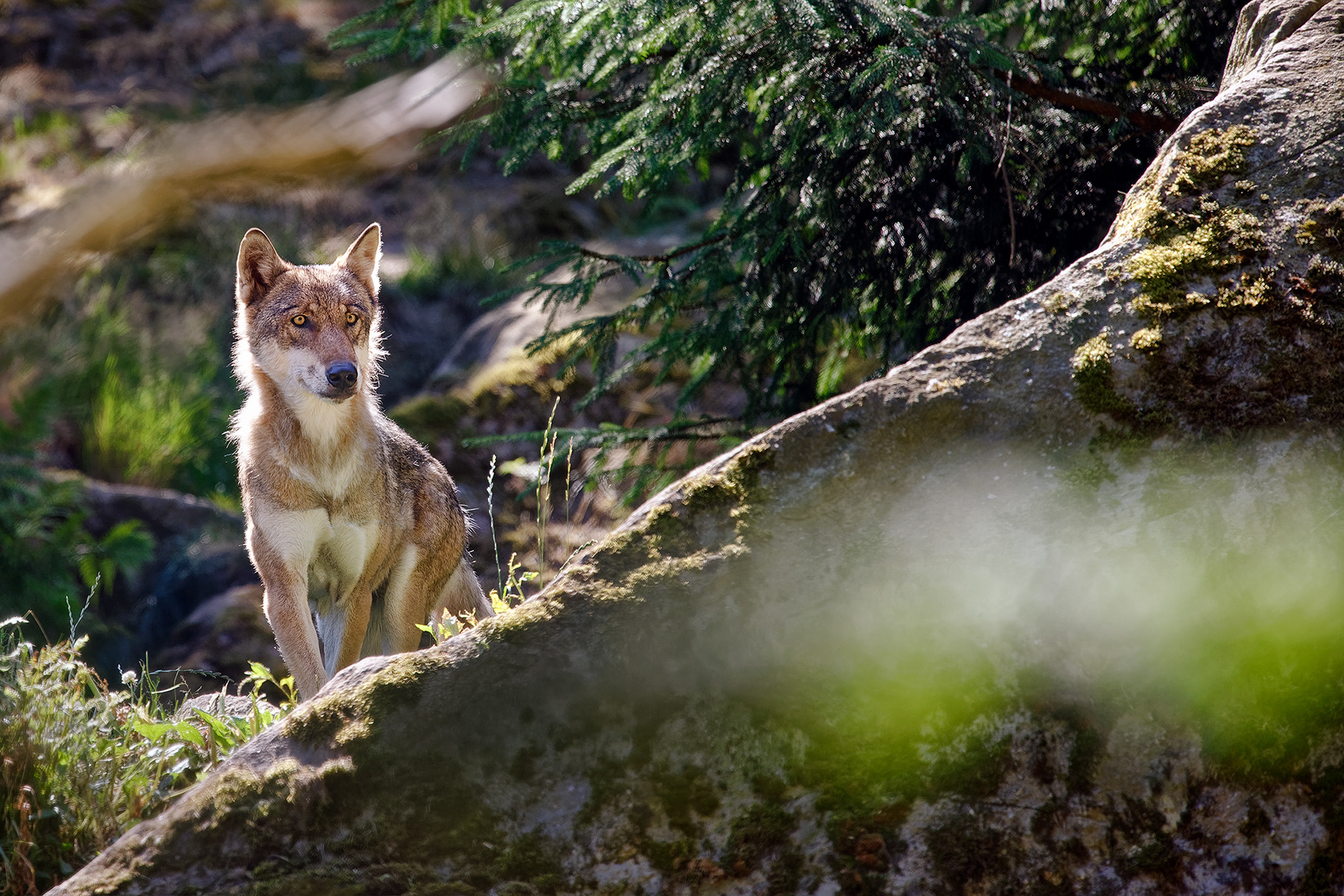 Gray Wolf - Canis Lupus