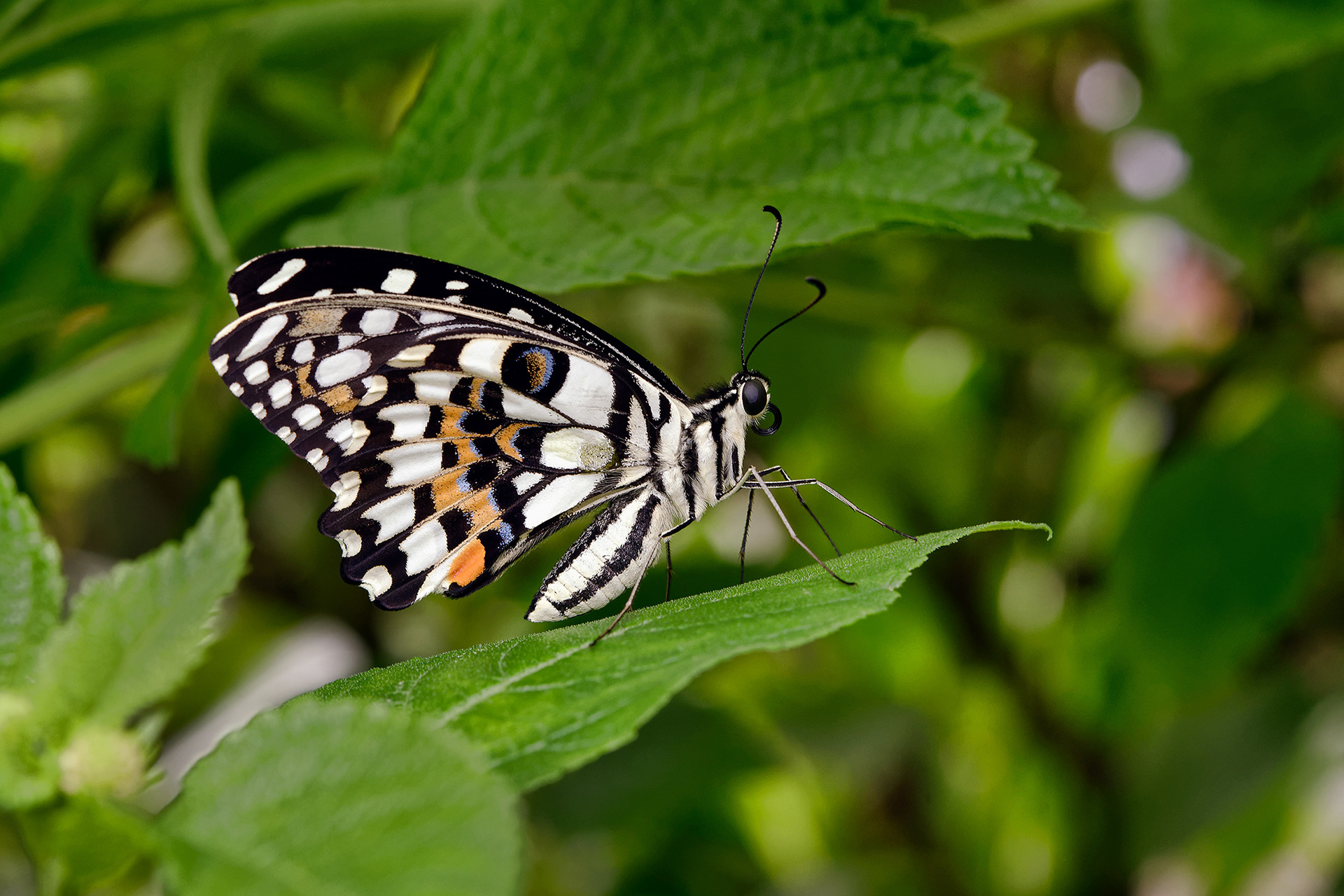 Lime butterfly - Papilio demoleus