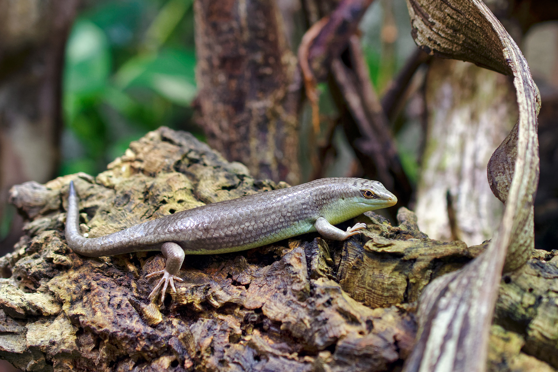 Olive tree skink - Dasia olivacea