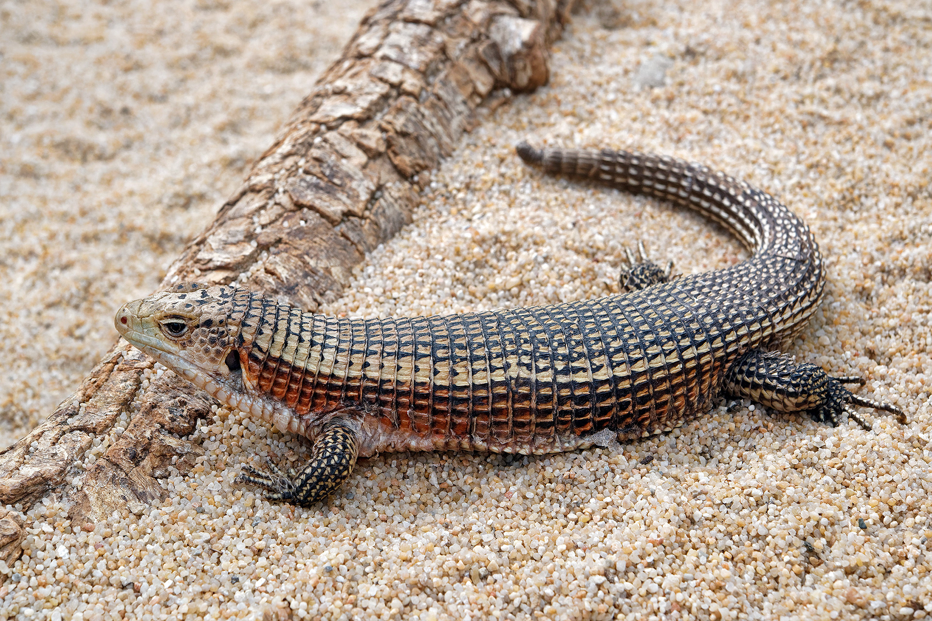 Giant plated lizard - Gerrhosaurus validus