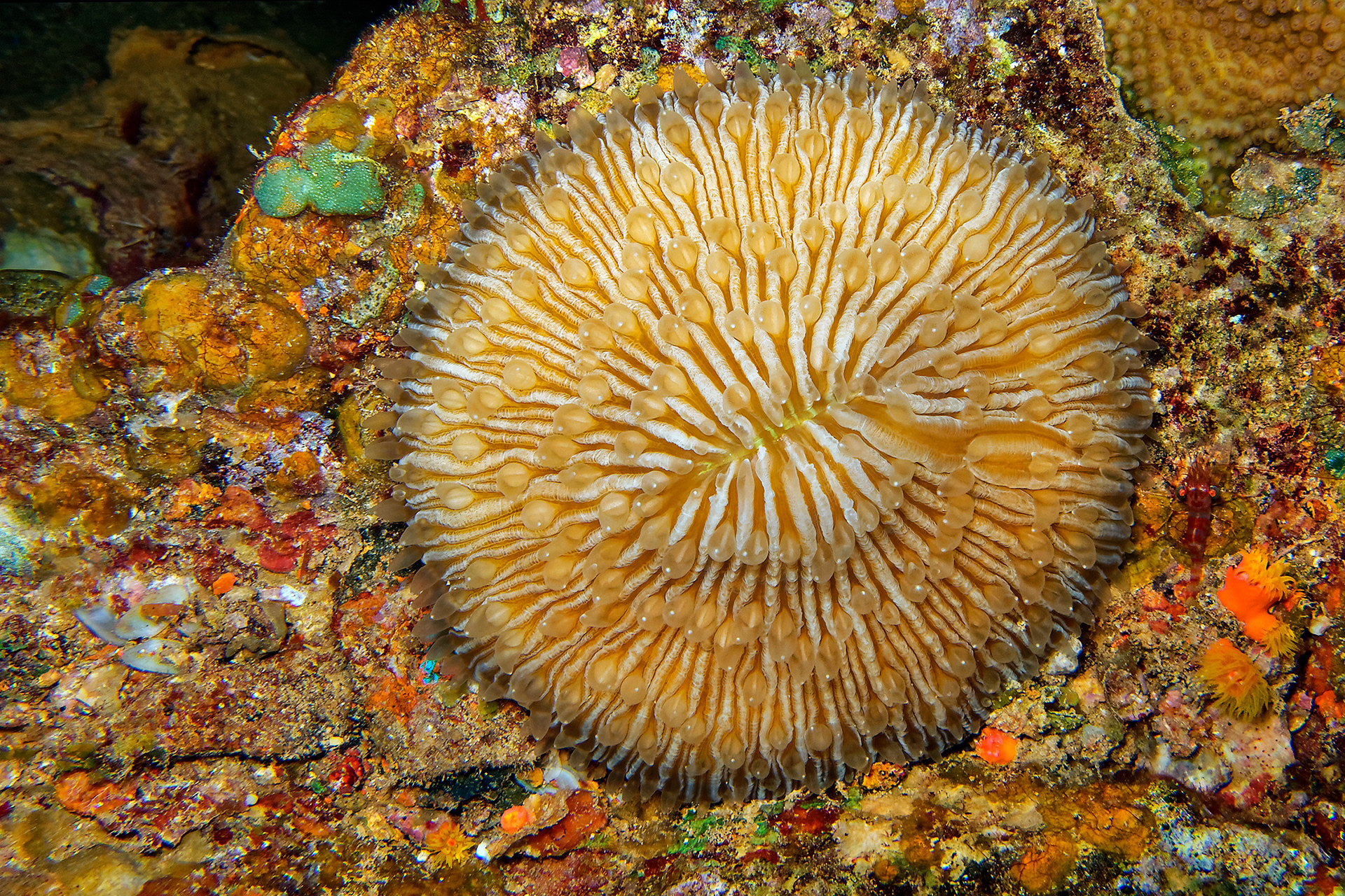Common mushroom coral - Fungia fungites 