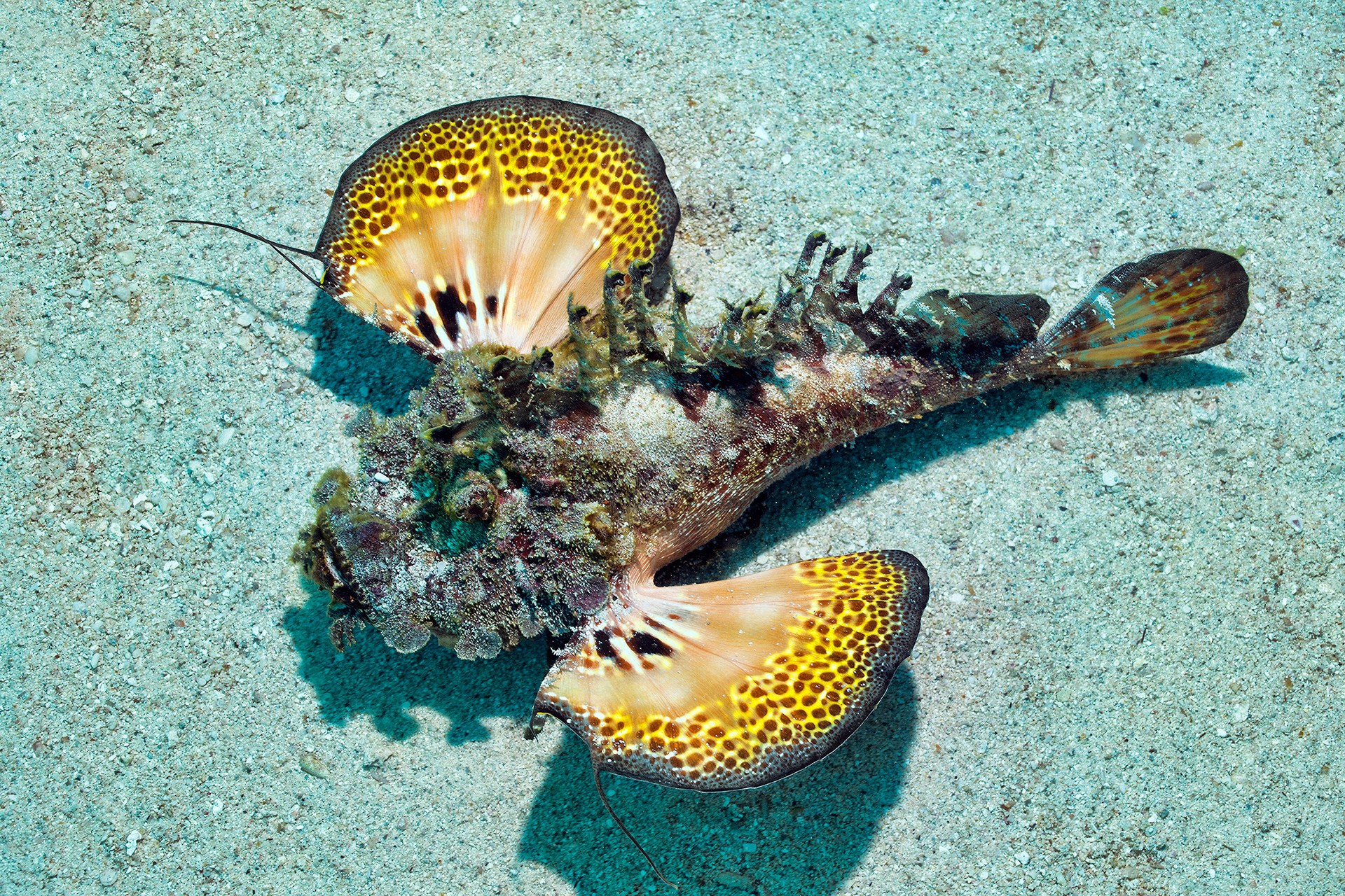 Two-stick stingfish - Inimicus filamentosus