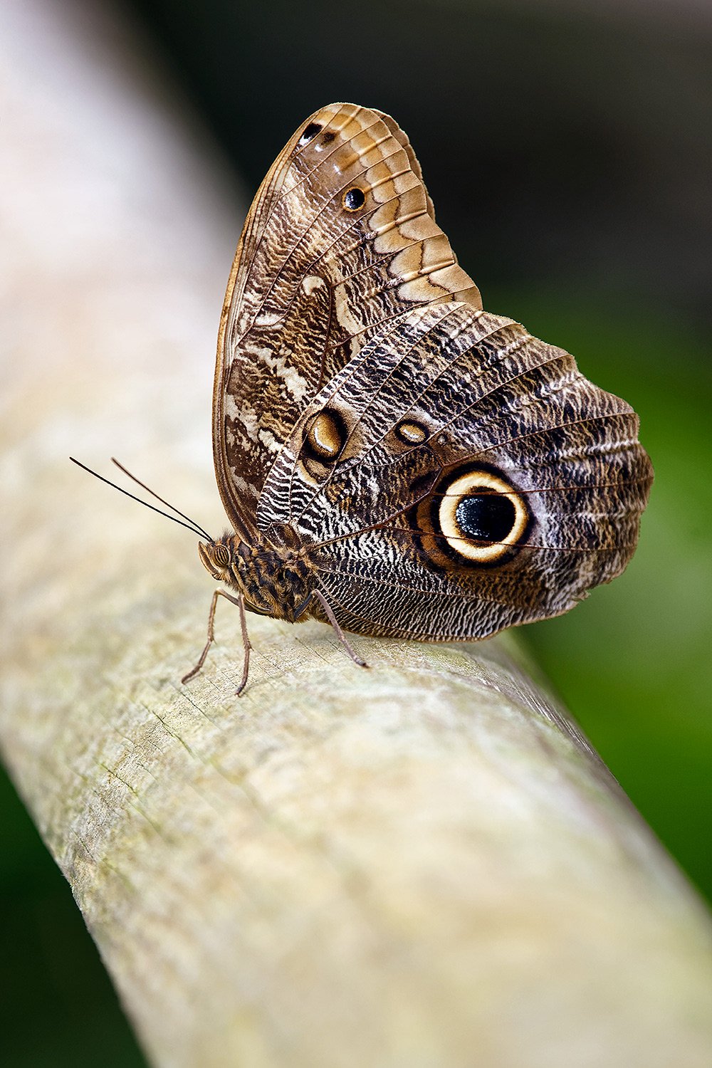 Owl butterfly - Caligo eurilochus