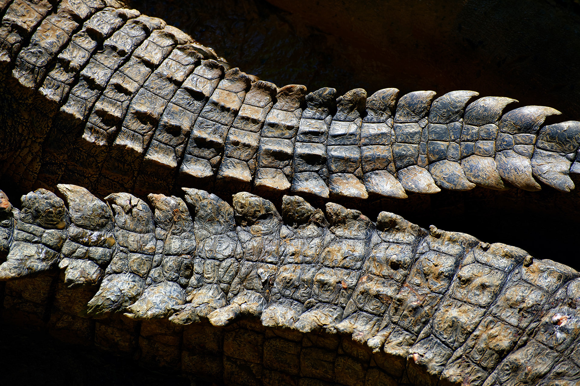 Nile crocodile - Crocodylus niloticus