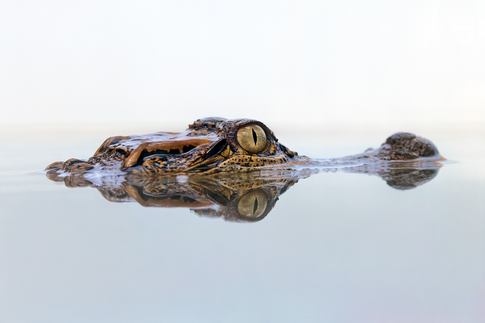 Siamese crocodile (juvenile) - Crocodylus siamensis