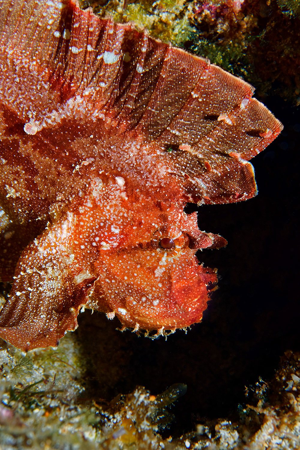 Leaf fish - Taenianotus triacanthus