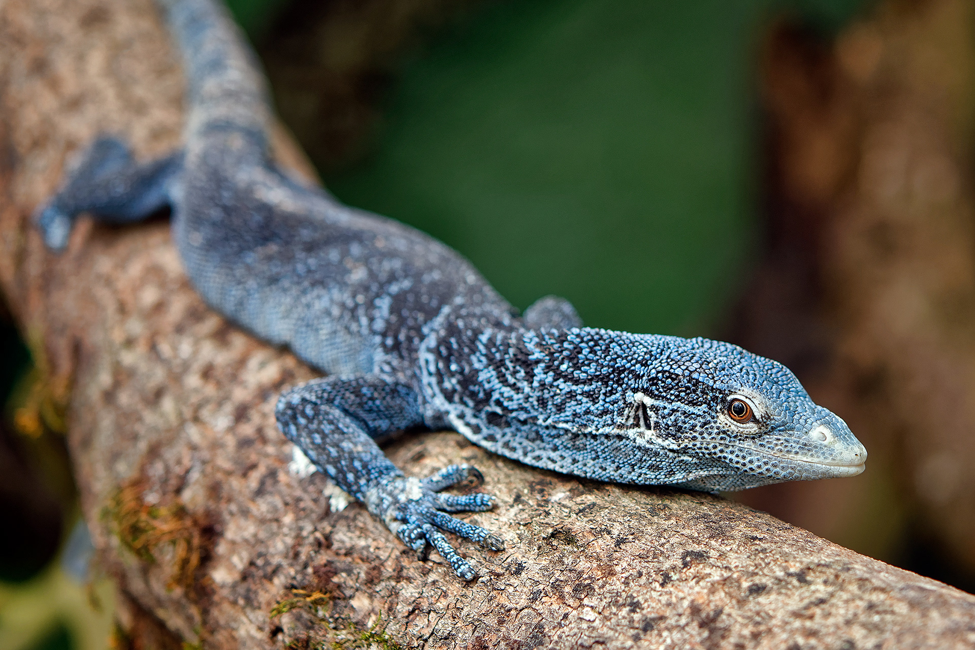 Blue tree monitor - Varanus macraei
