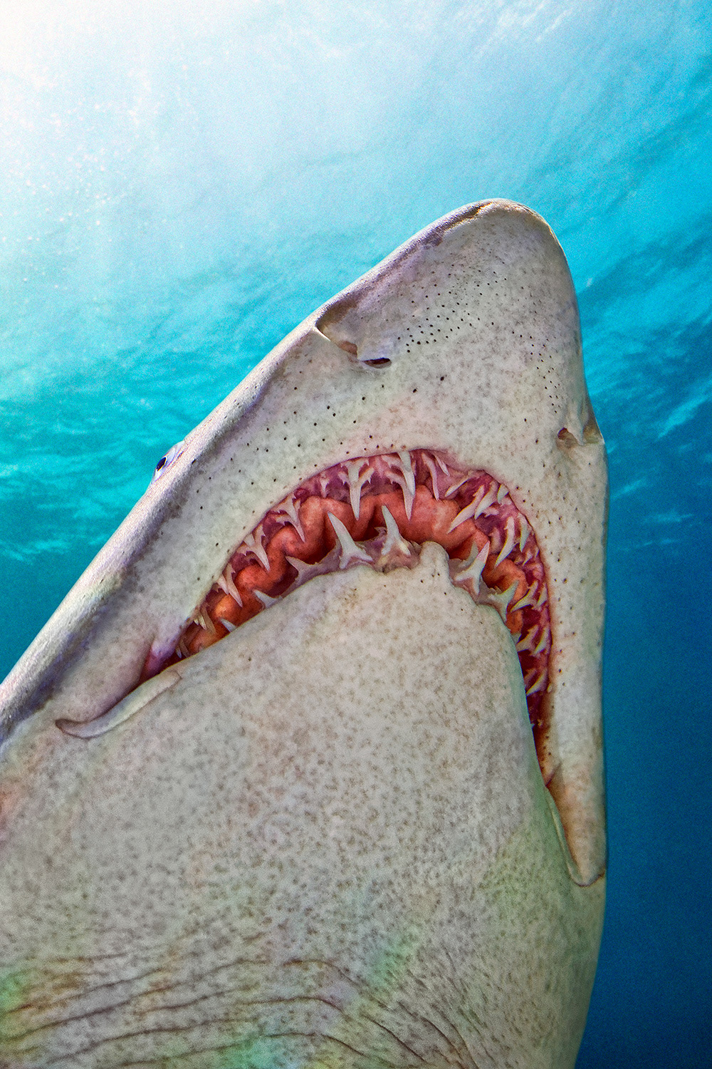 Sand tiger shark - Carcharias taurus