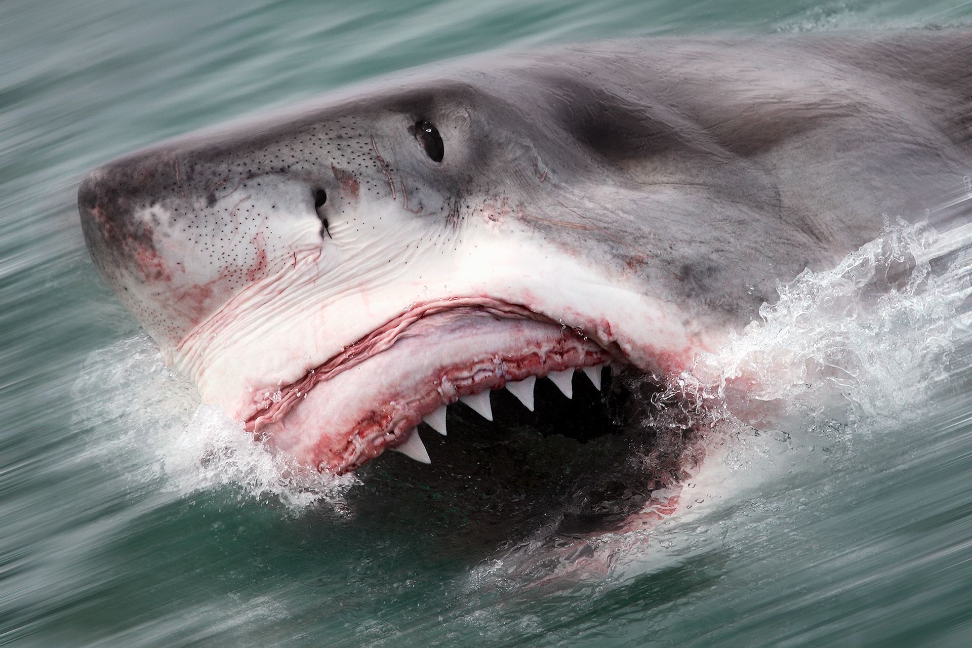 Great white shark - Carcharodon carcharias