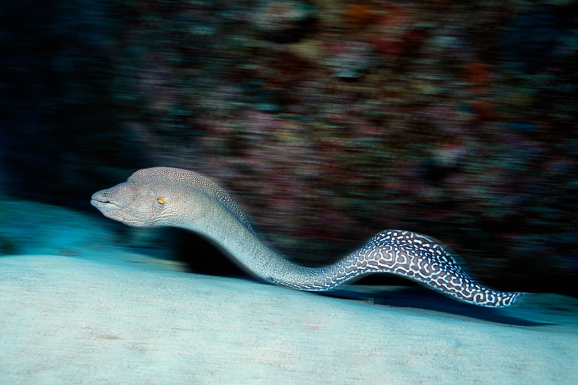 Yellow-mouth moray - Gymnothorax nudivomer
