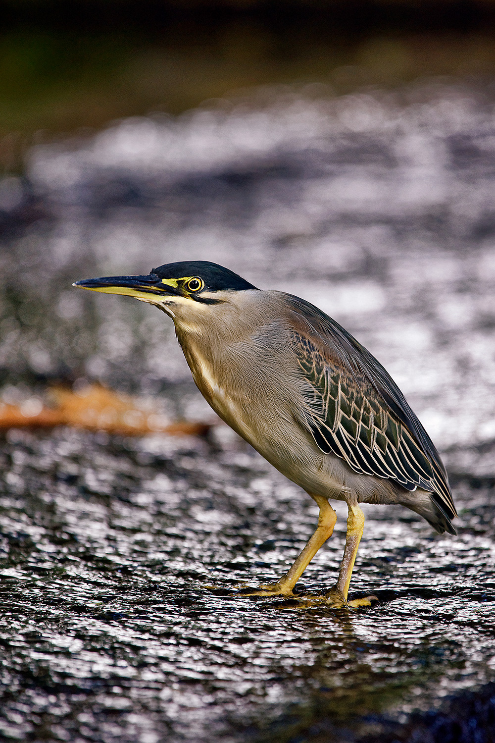 Striated Heron - Butorides striata