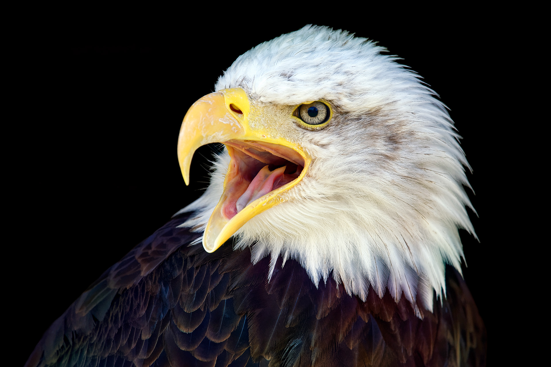 Bald eagle - Haliaeetus leucocephalus