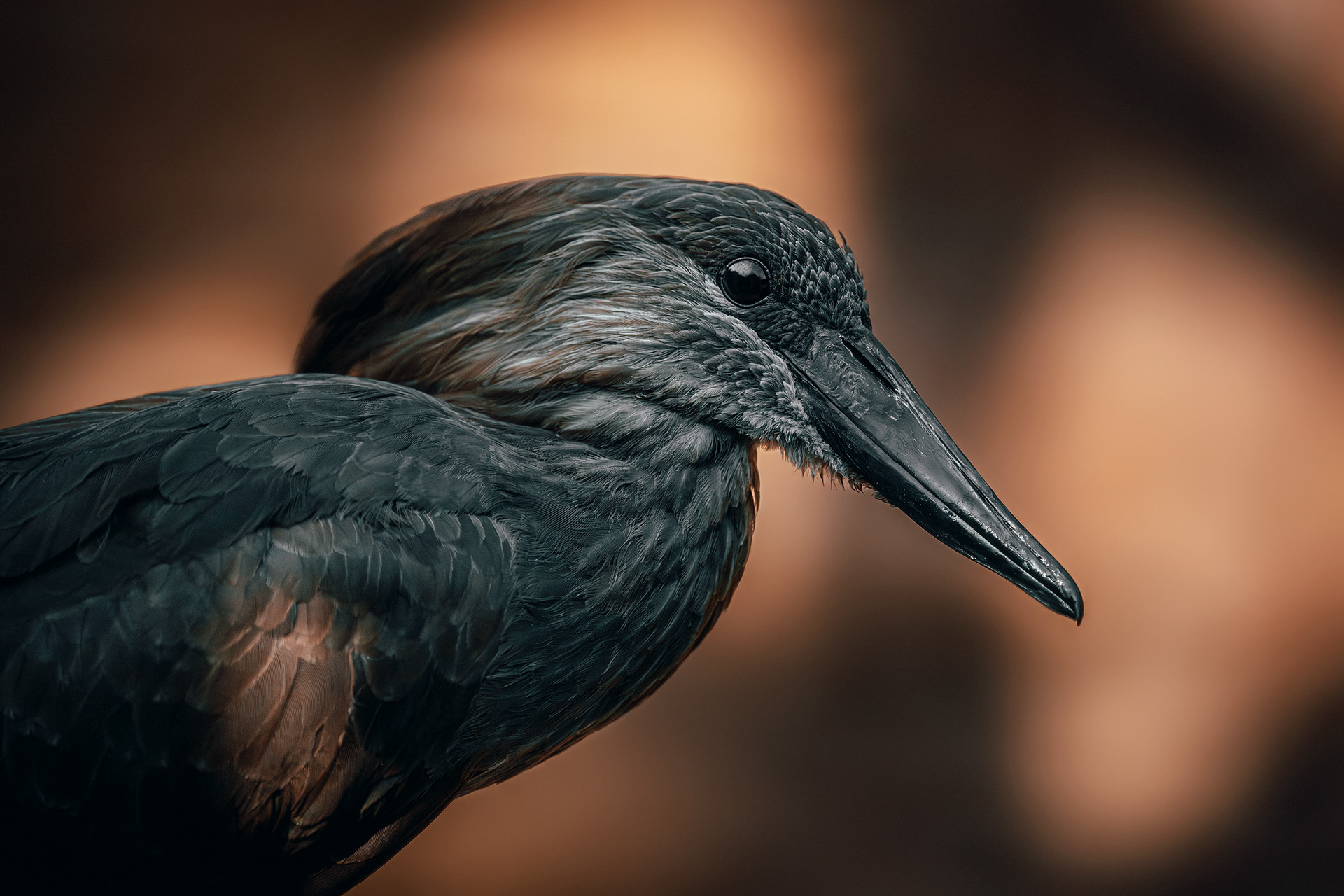 Hamerkop bird - Scopus umbretta 