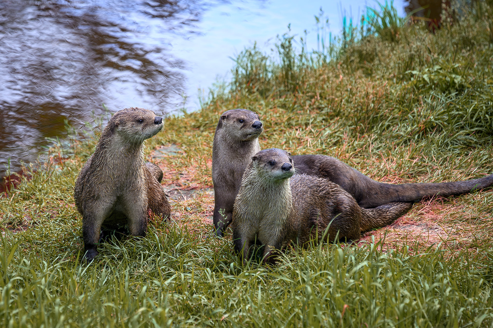 River otter - Lontra canadensis