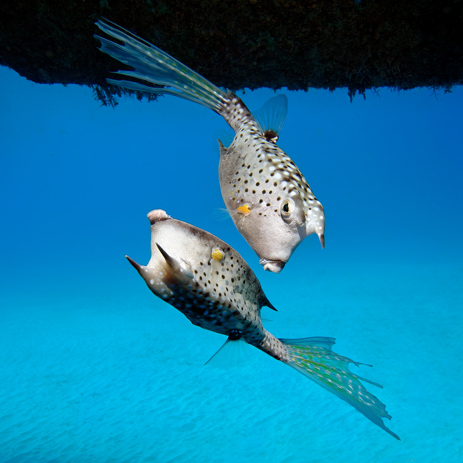 Longhorn cowfish - Lactoria cornuta