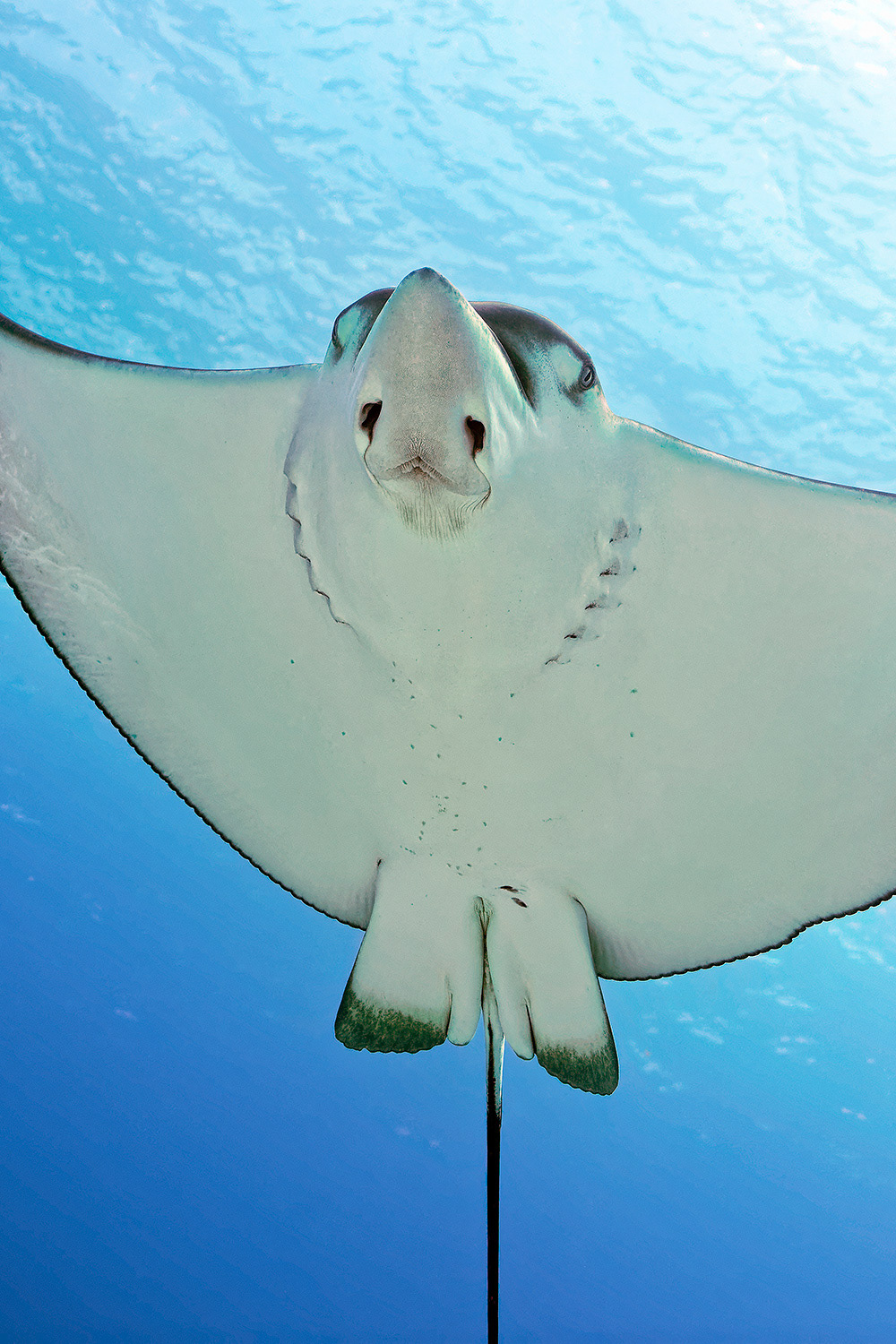 Spotted eagle ray - Aetobatus narinari