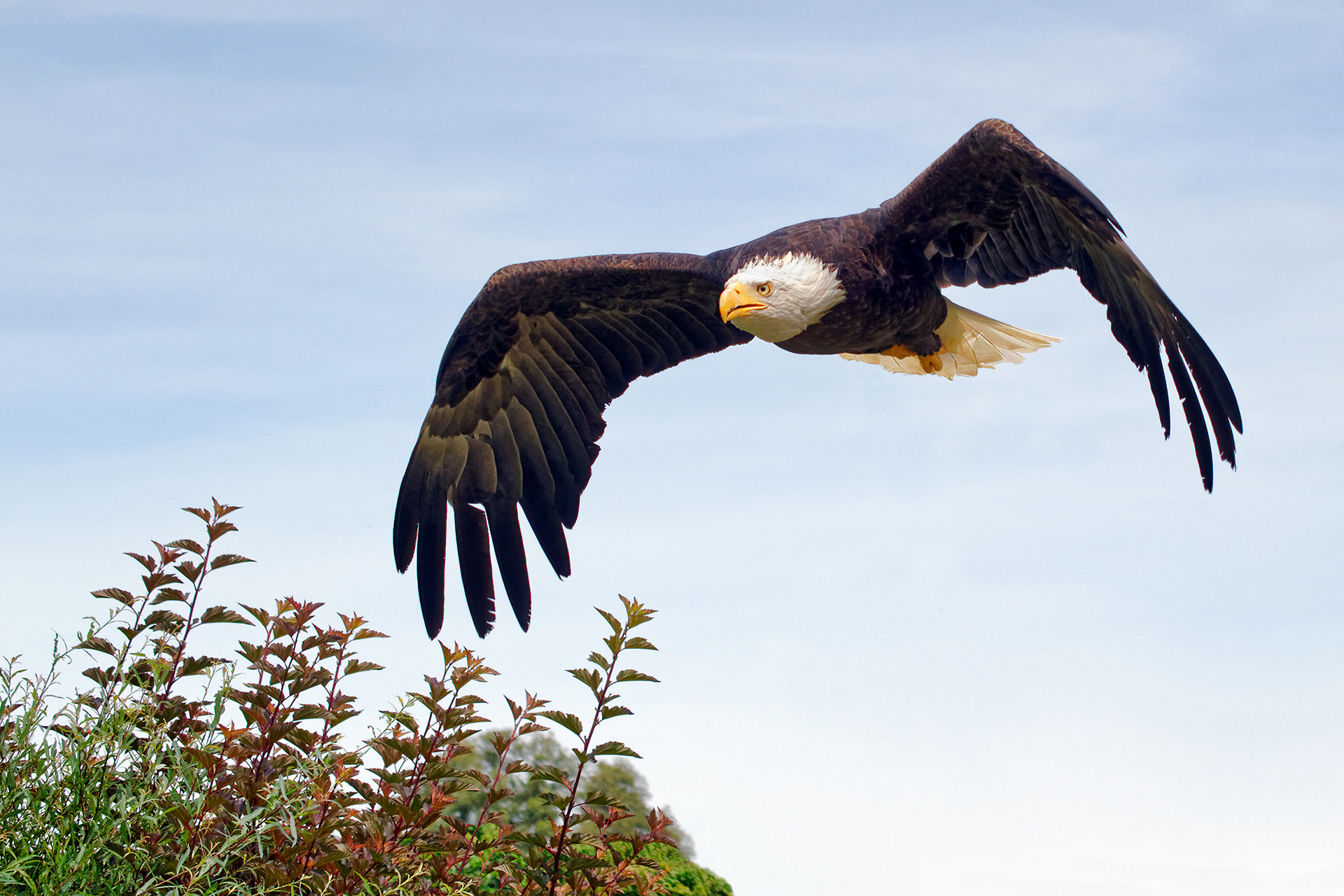 Bald eagle - Haliaeetus leucocephalus
