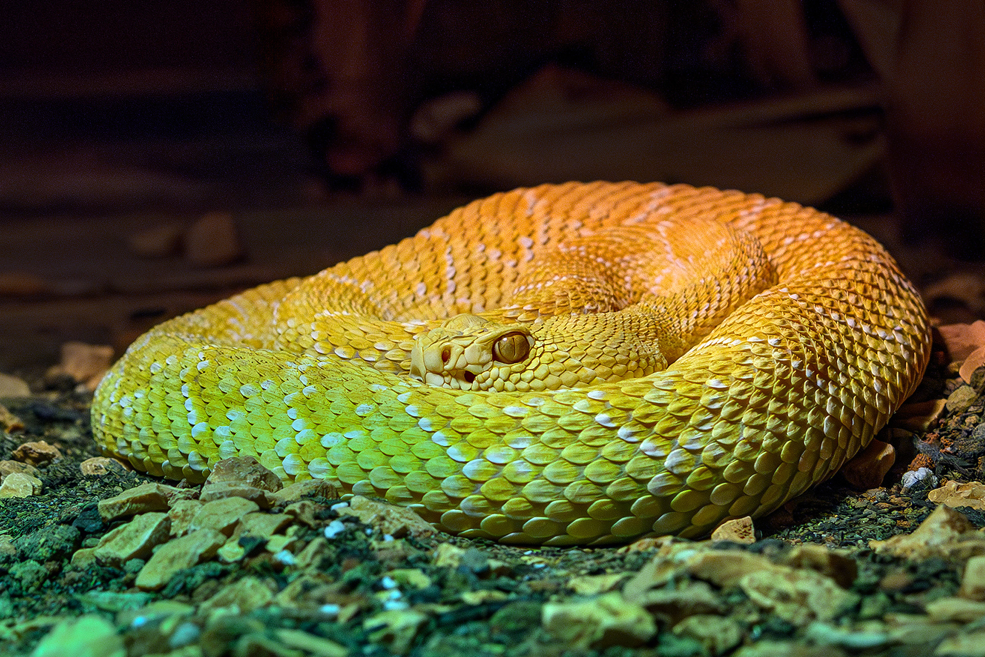  Western diamondback rattlesnake (albino) - Crotalus atrox