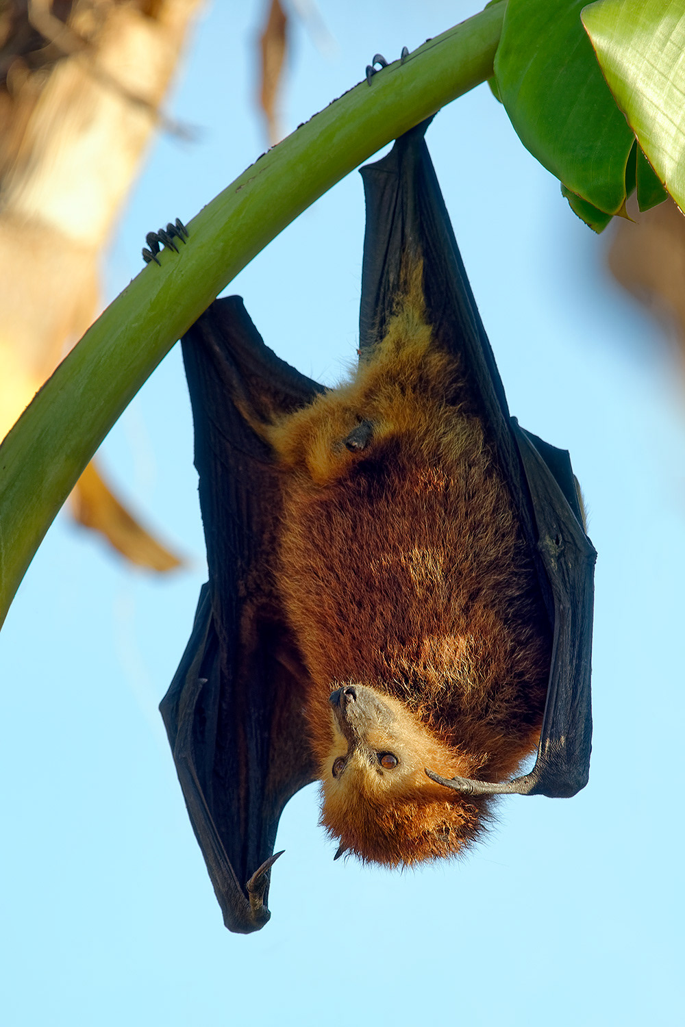 Mauritius fruit bat - Pteropus niger