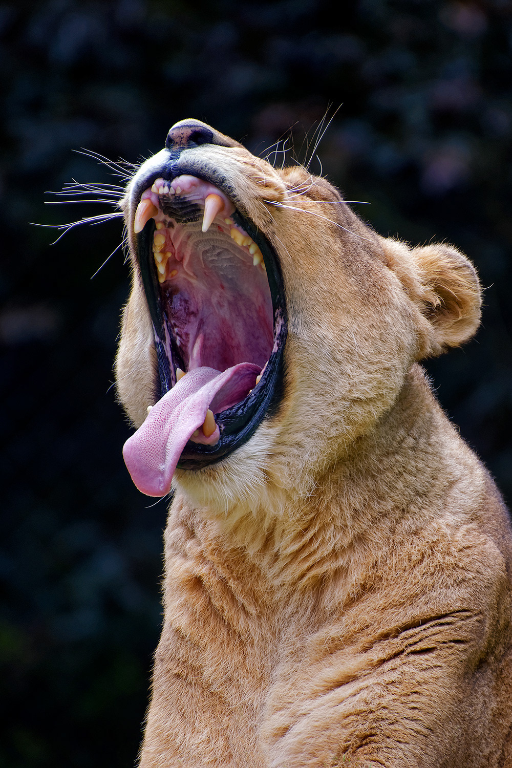Lioness - Panthera leo