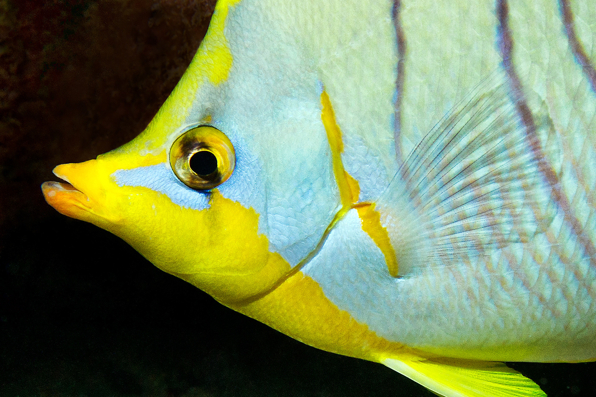 Yellowhead butterflyfish - Chaetodon xanthocephalus
