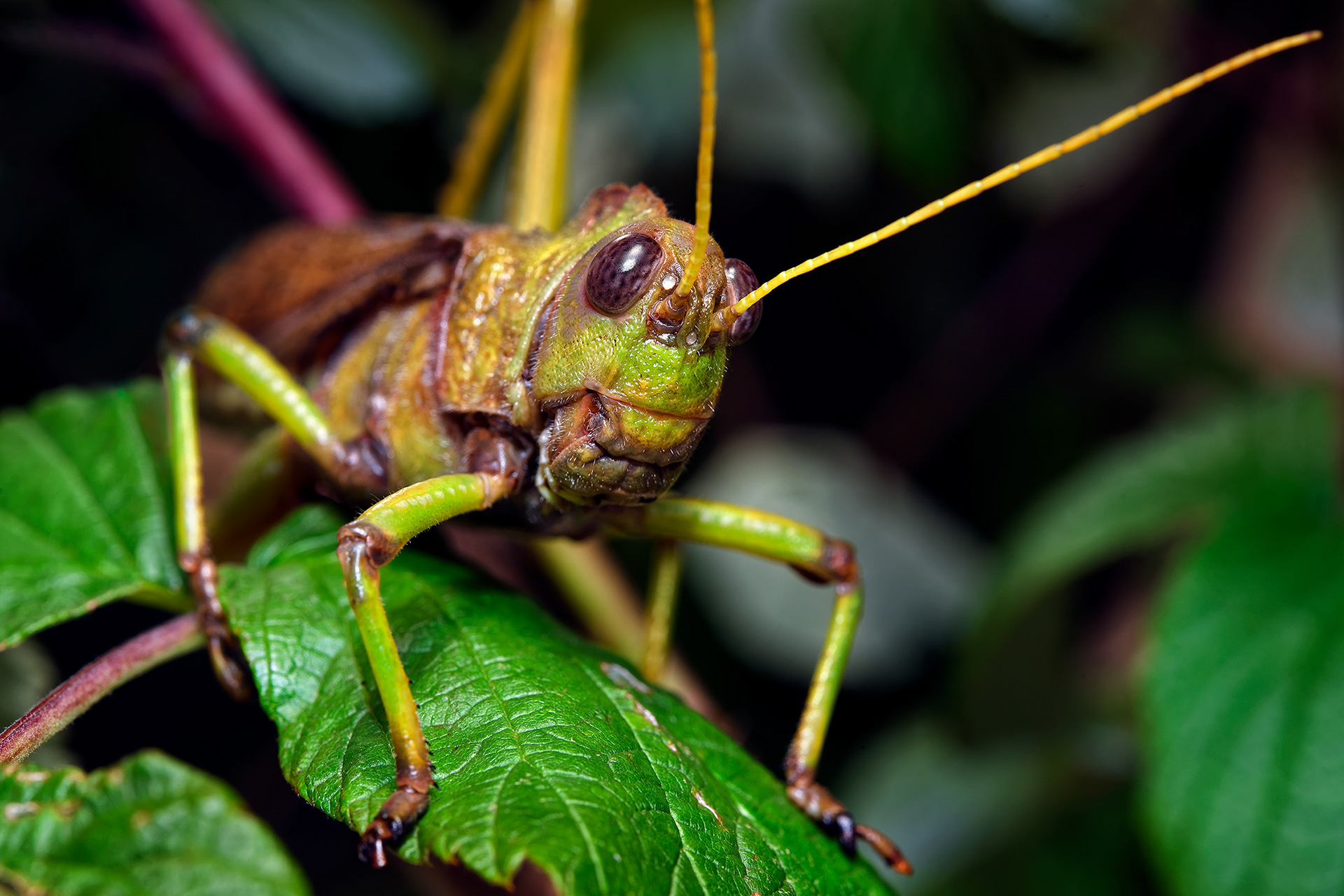 Blue-winged grasshopper - Tropidacris collaris