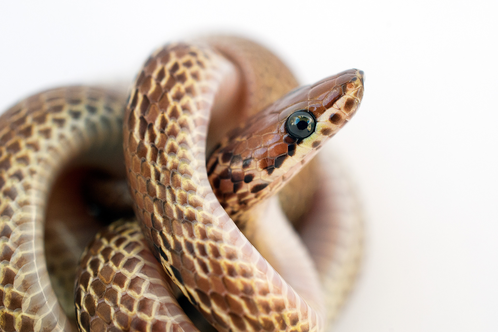 Common wolf snake - Lycodon aulicus