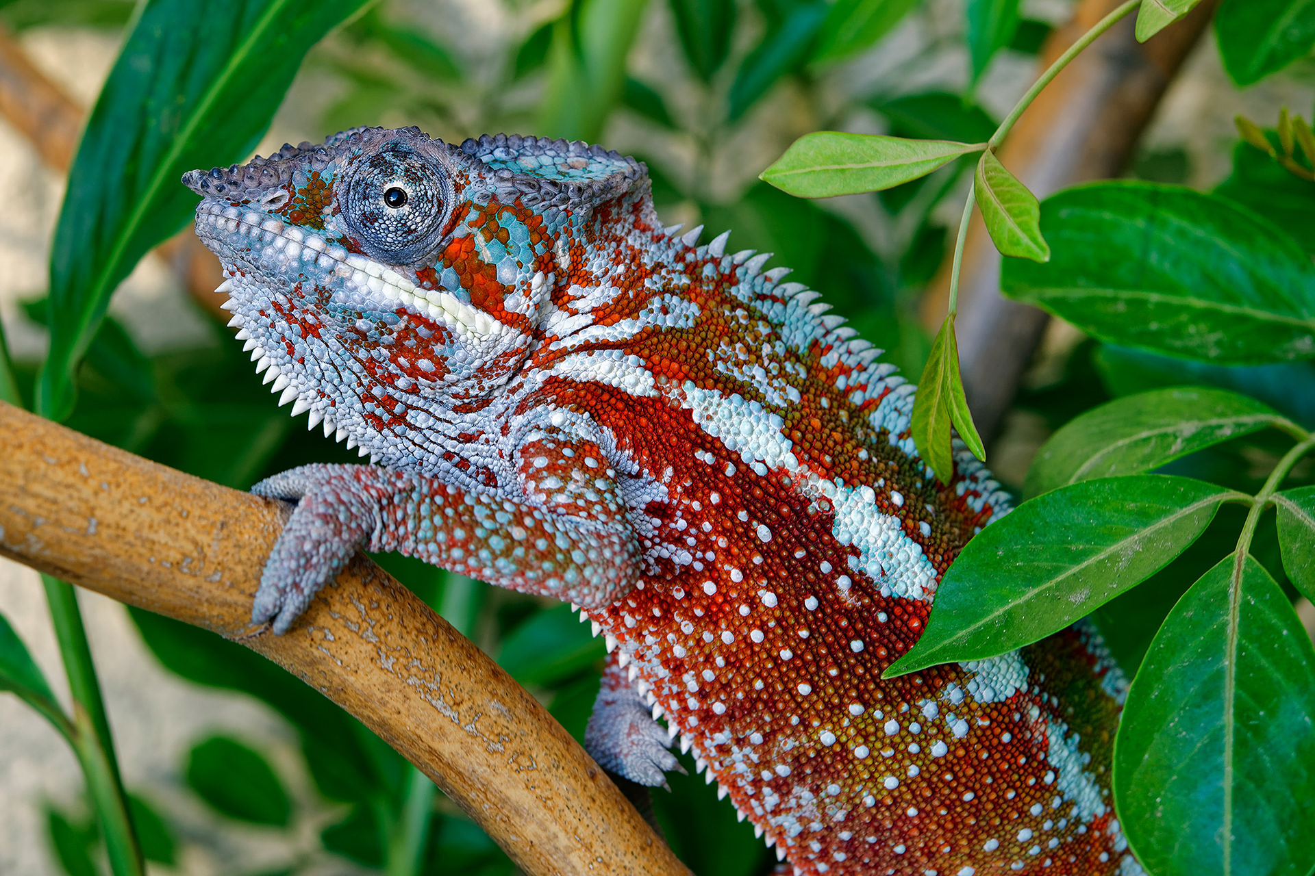 Panther chameleon - Furcifer pardalis