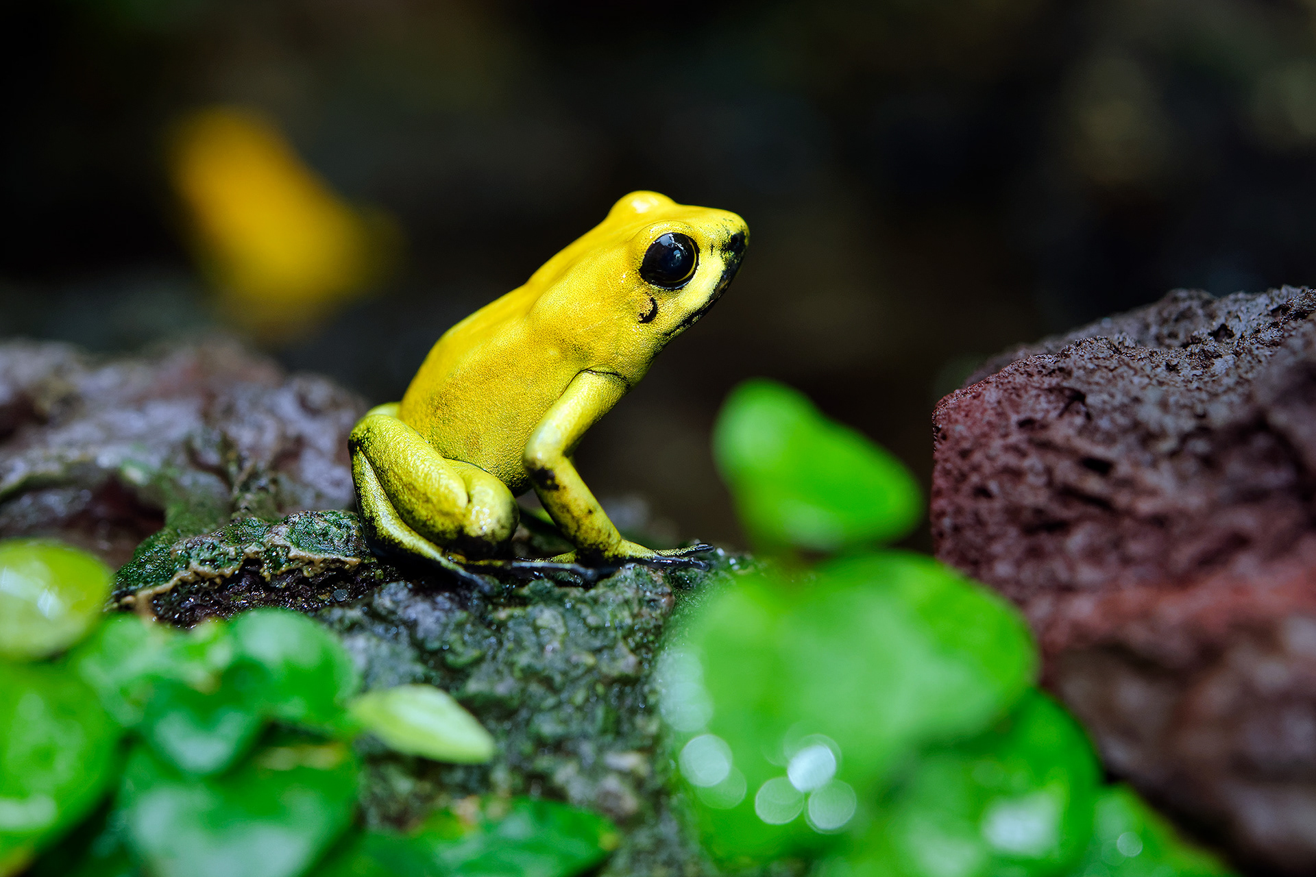 Golden poison dart frog - Phyllobates terribilis