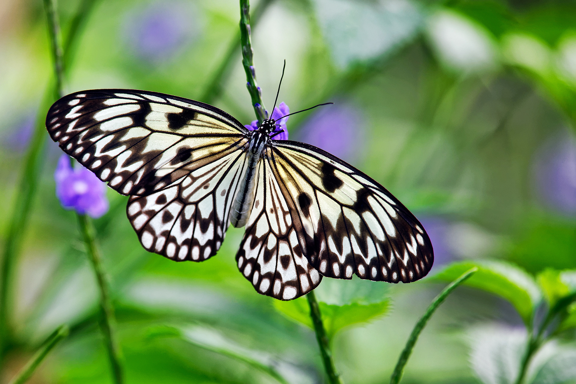 Large tree nymph - Idea leuconoe