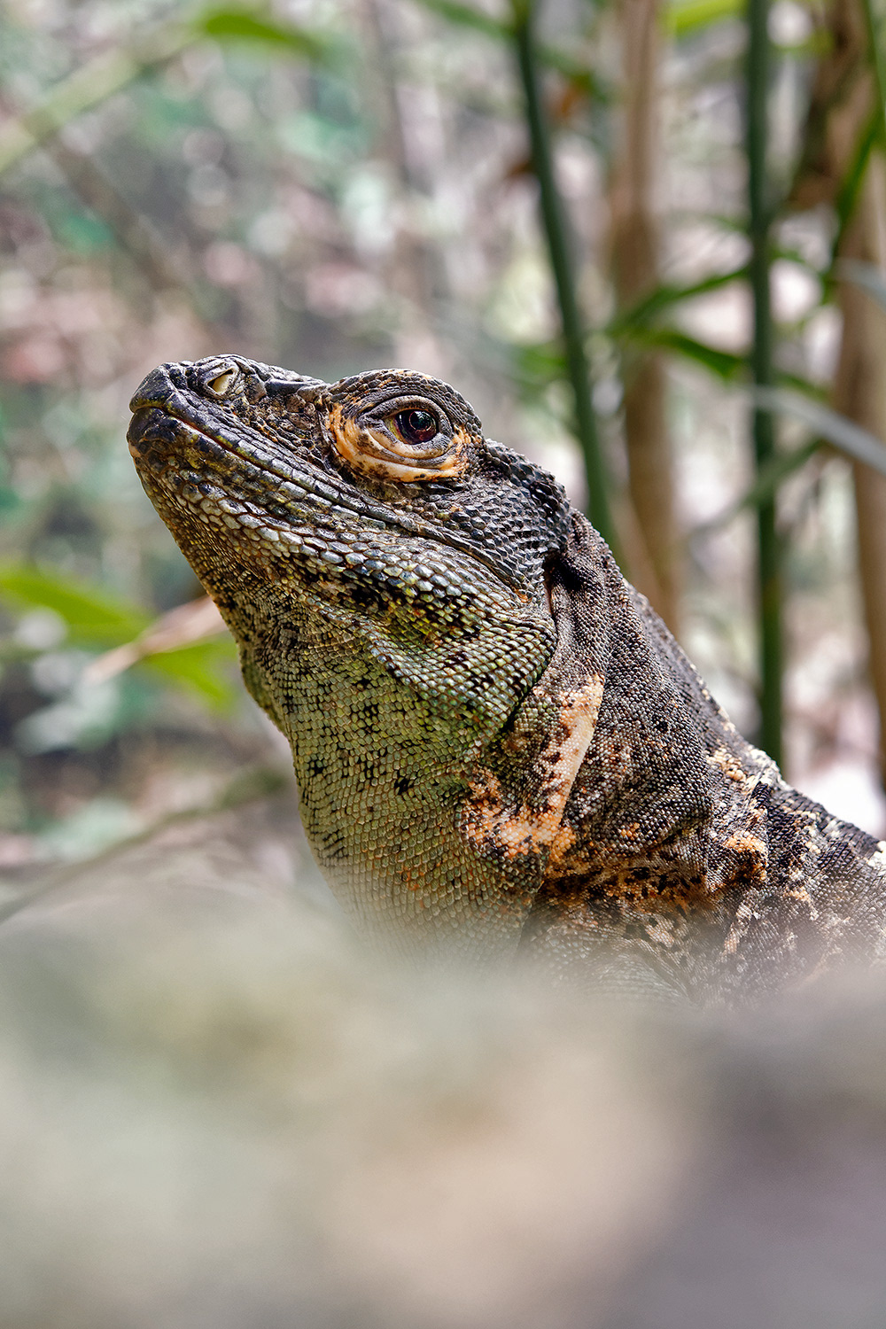 Black spiny-tailed iguana - Ctenosaura similis