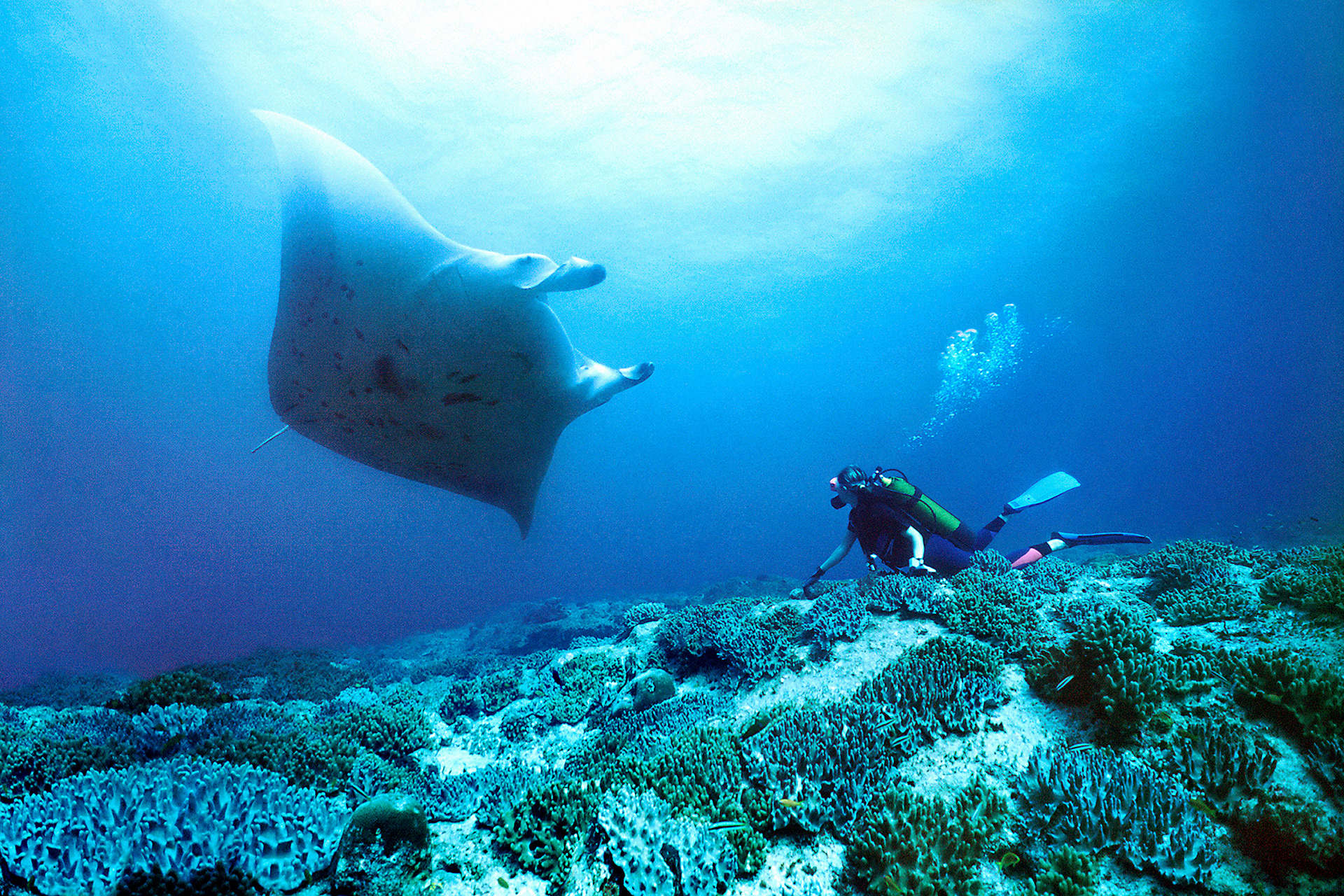 Manta ray - Manta birostris
