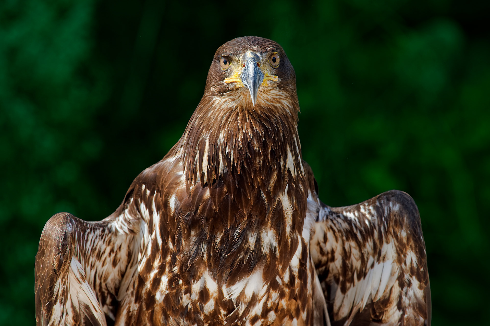 Immature bald eagle -  Haliaeetus leucocephalus