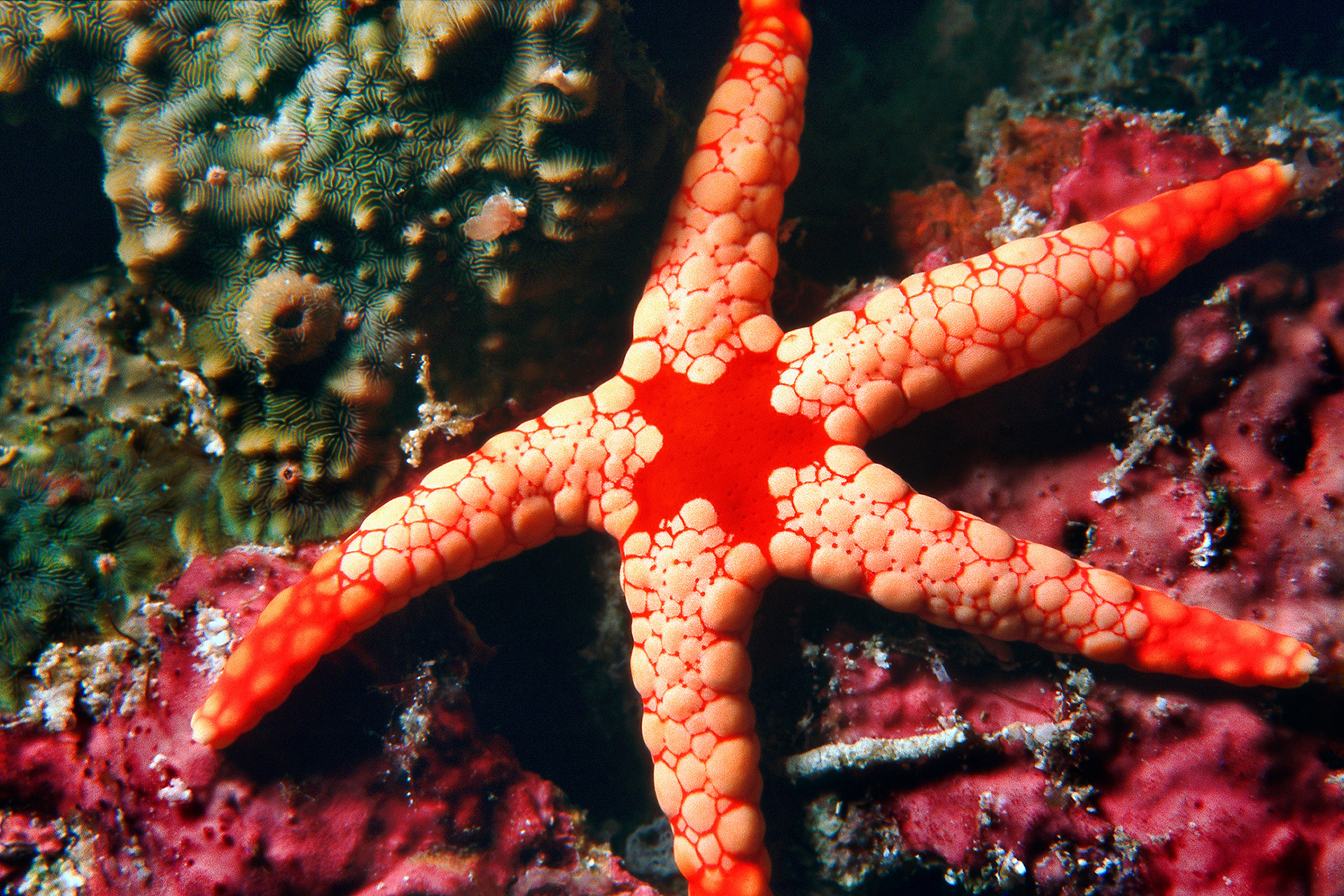 Elegant sea star - Fromia nodosa 