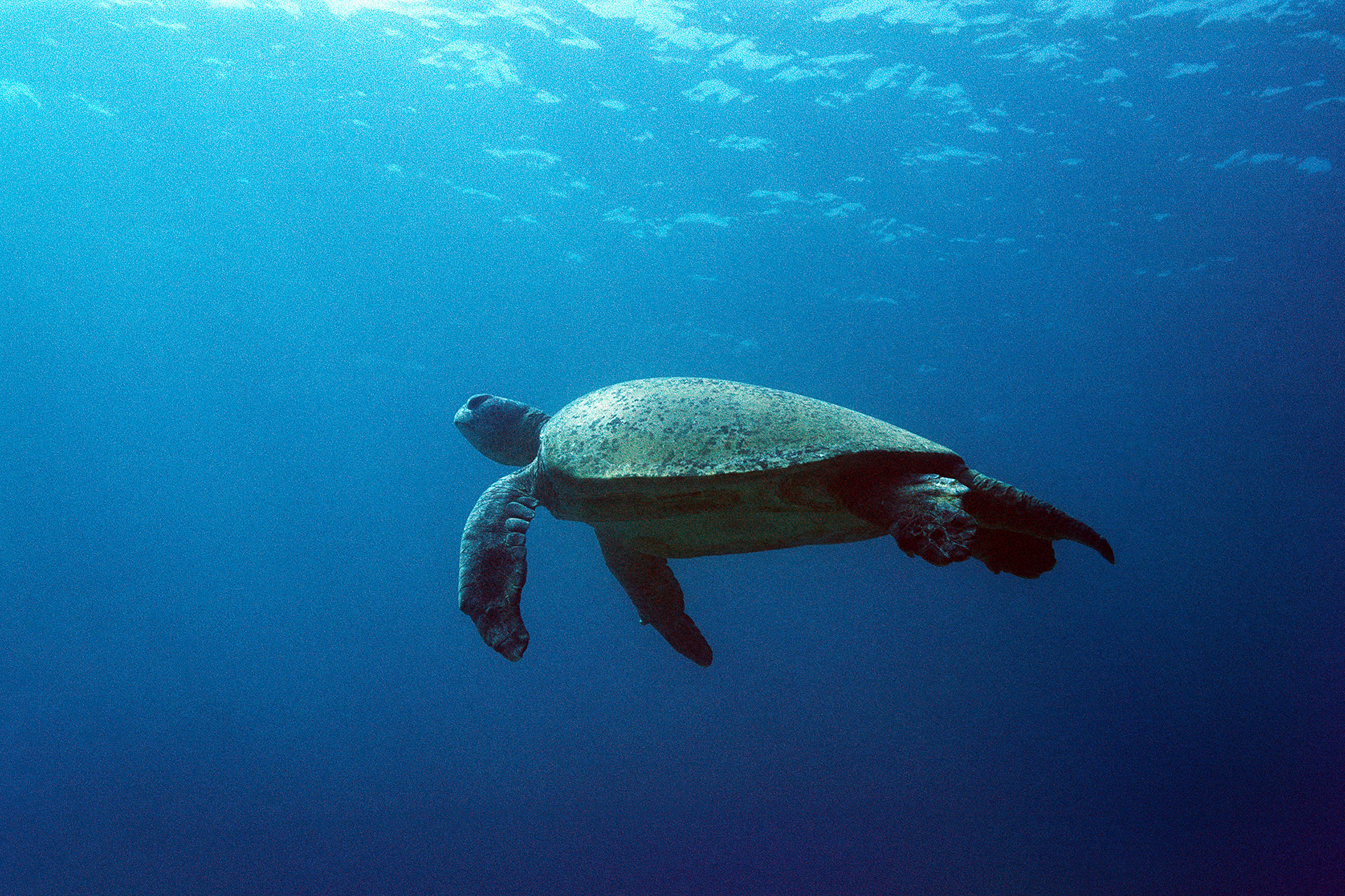 Green turtle - Chelonia mydas