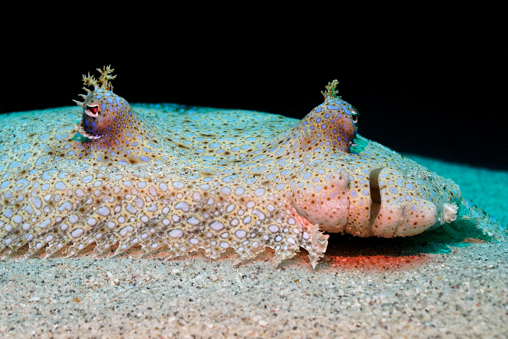 Peacock flounder - Bothus mancus