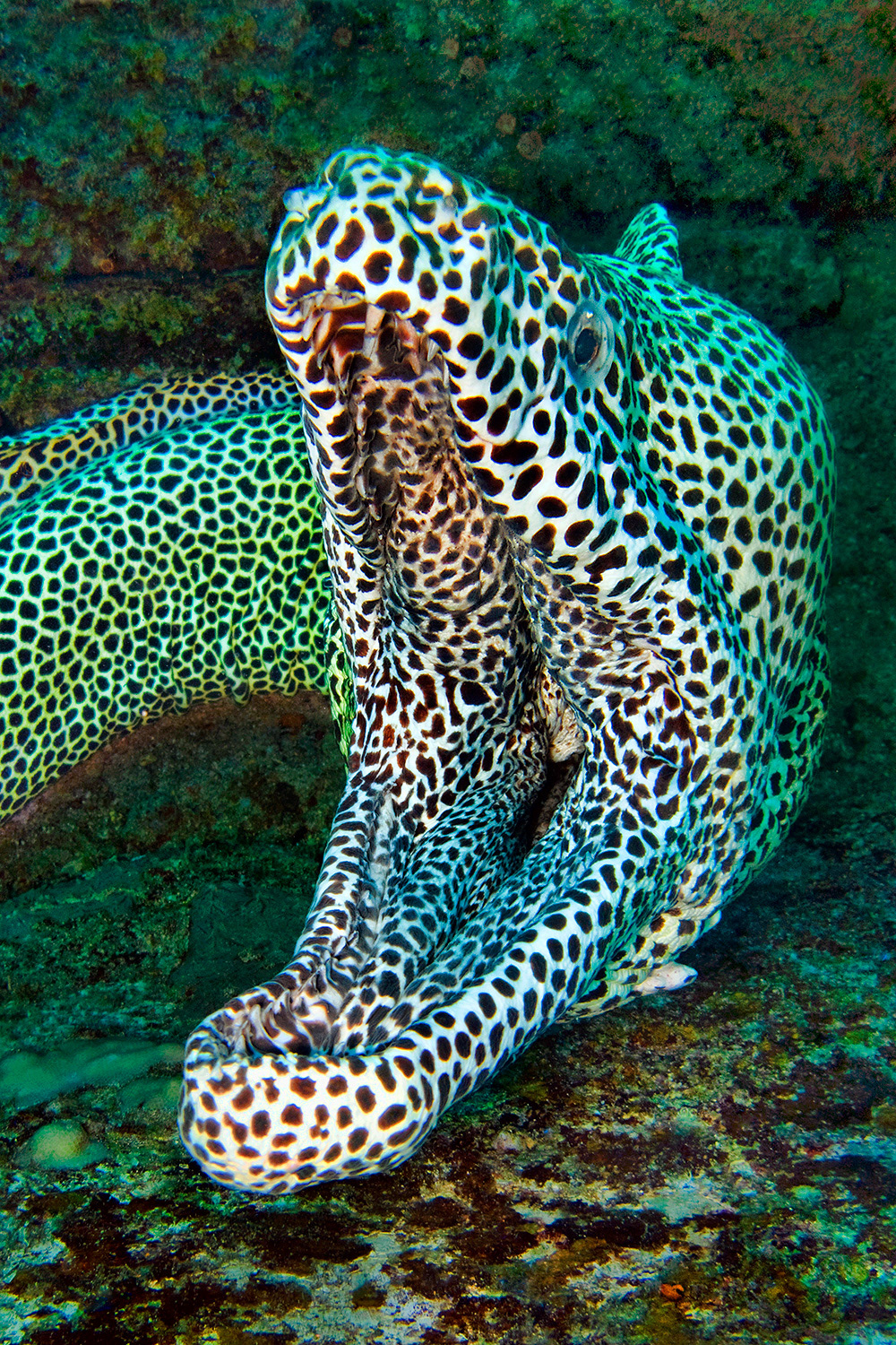 Leopard moray eel - Gymnothorax favagineus