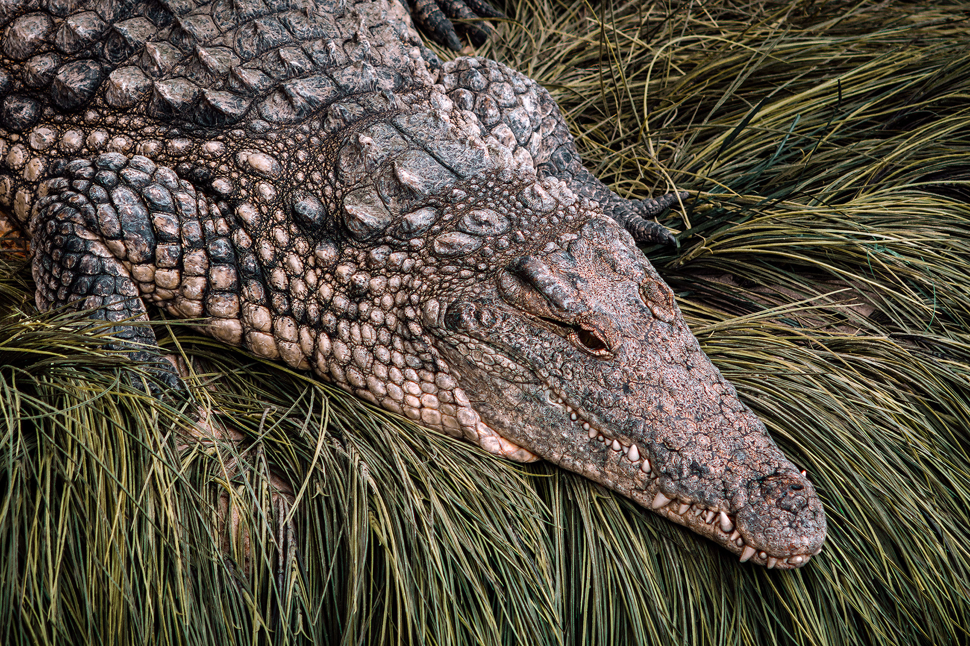 Nile crocodile - Crocodylus niloticus