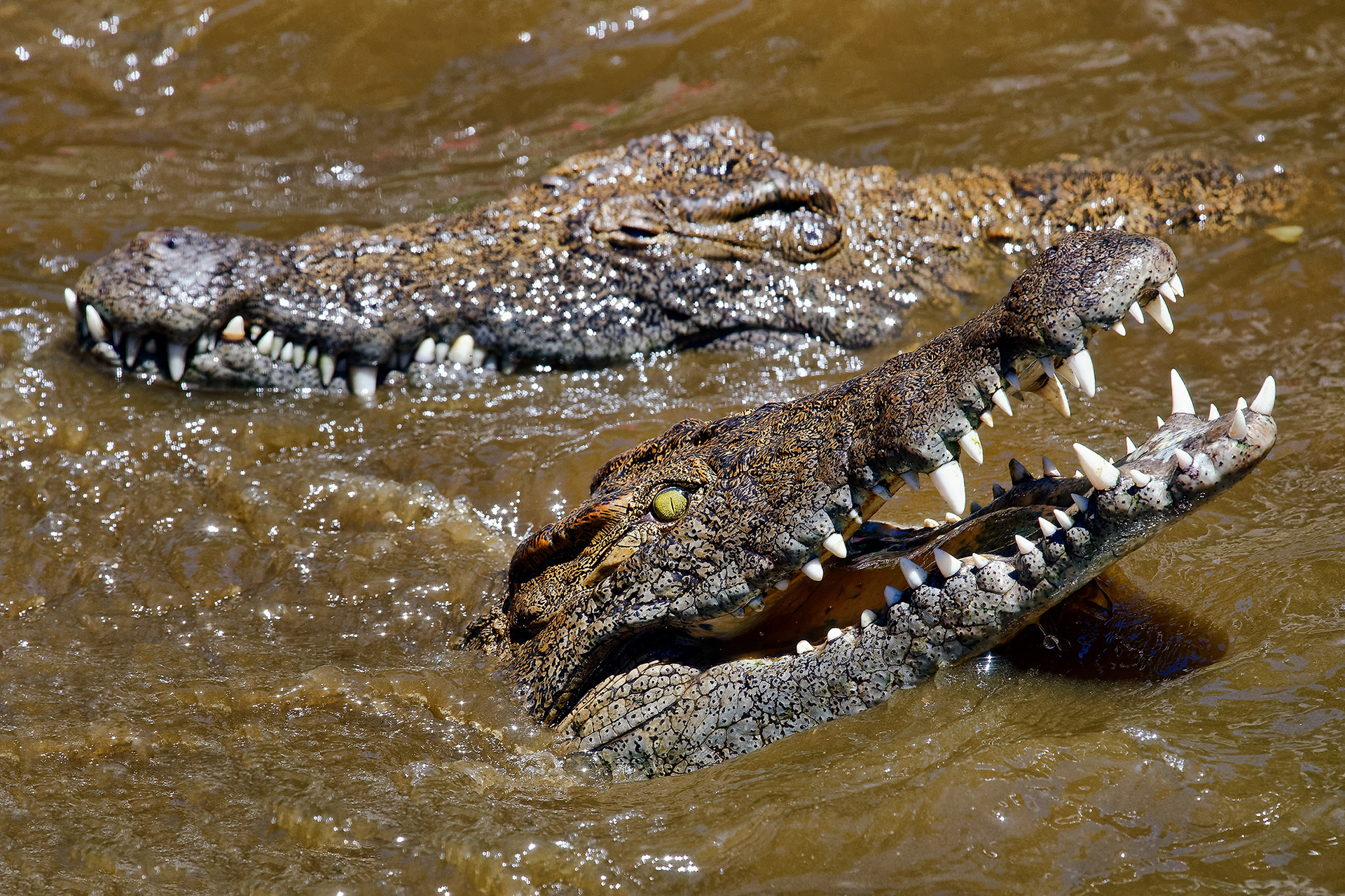 Nile crocodile - Crocodylus niloticus