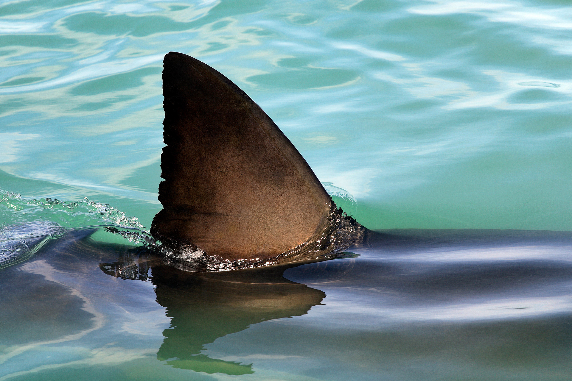 Great white shark - Carcharodon carcharias
