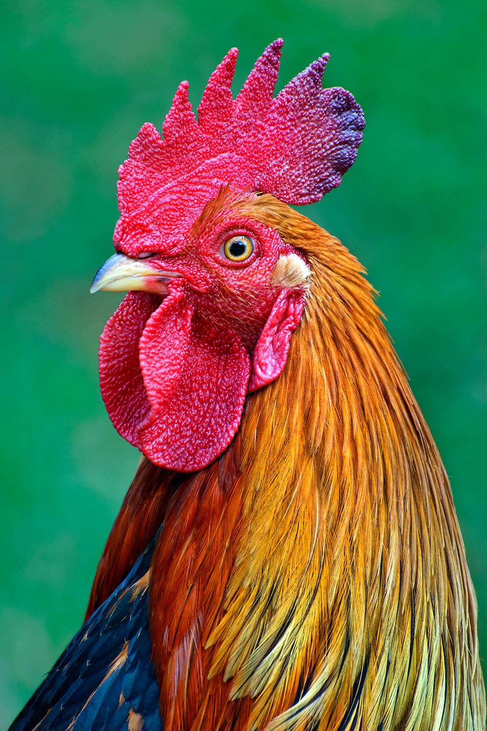 Rooster - Gallus gallus domesticus