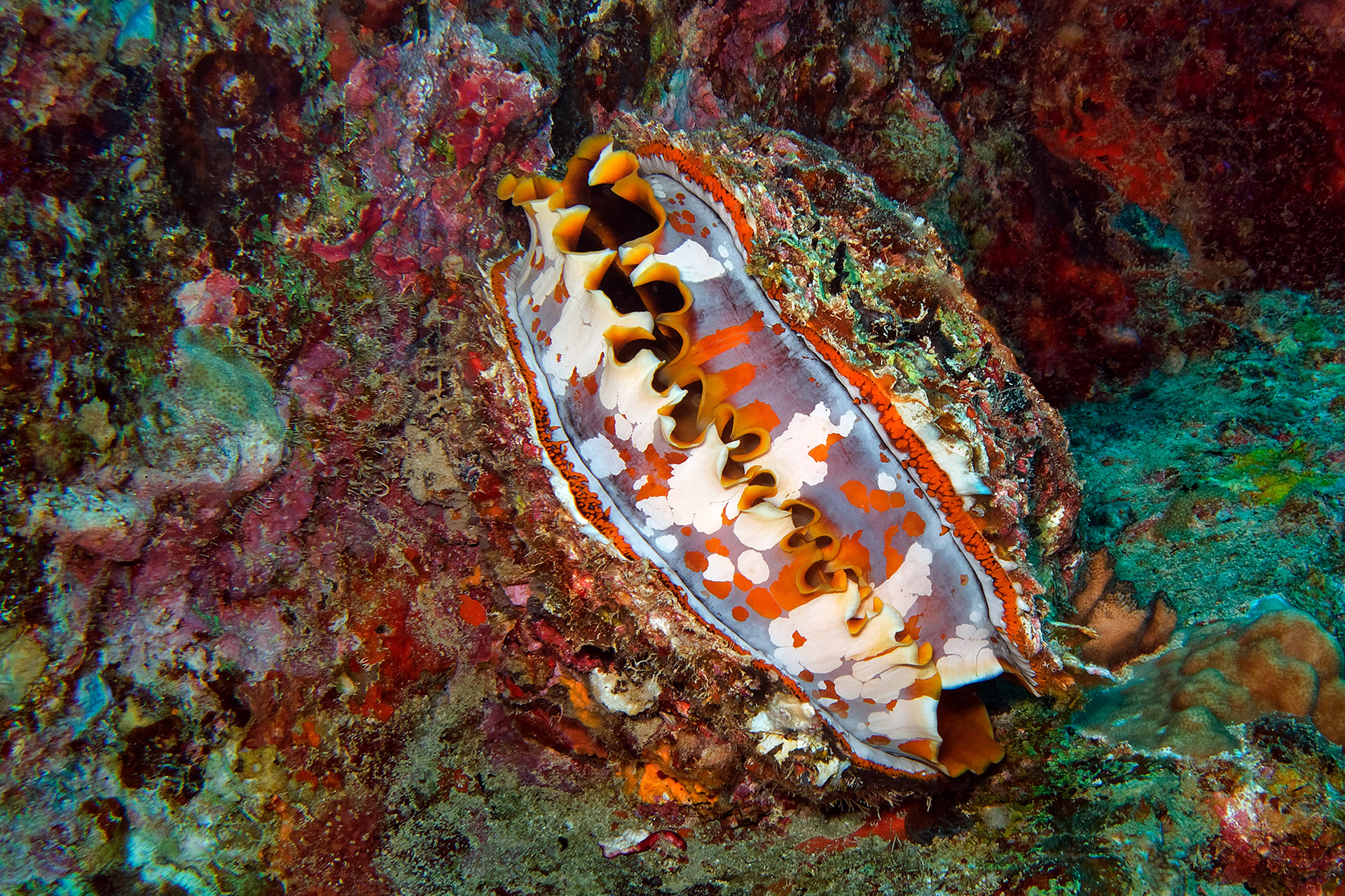 Giant thorny oyster - Spondylus varius