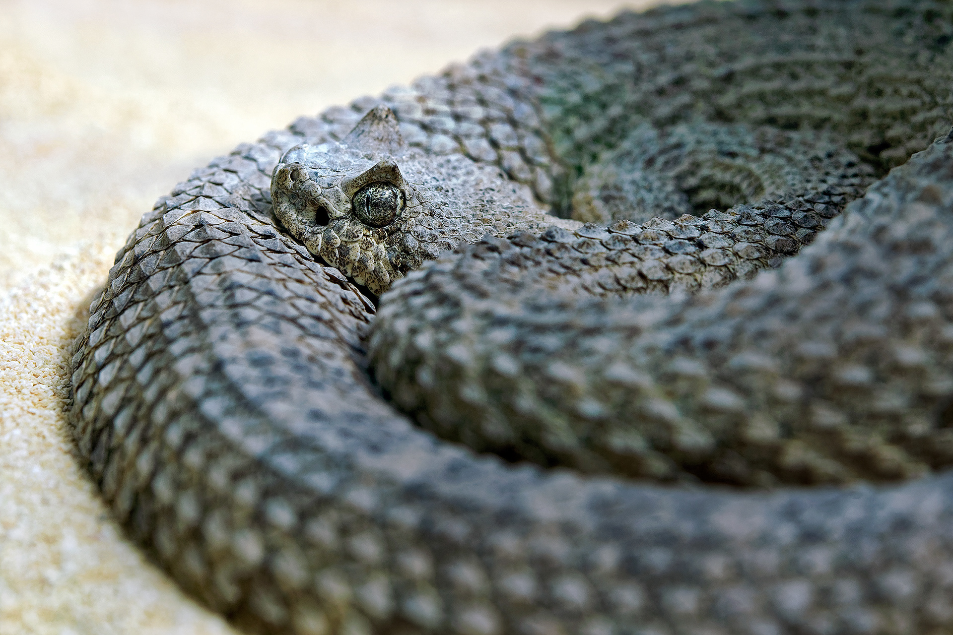 Sidewinder rattlesnake -  Crotalus cerastes