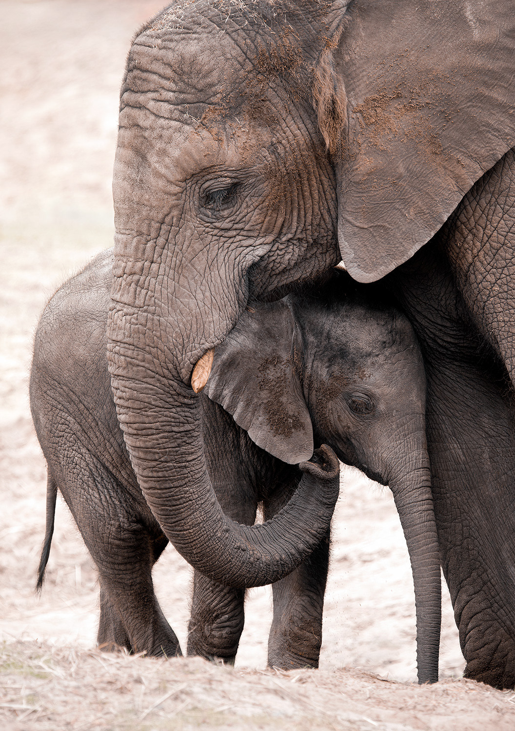 African bush elephant - Loxodonta africana