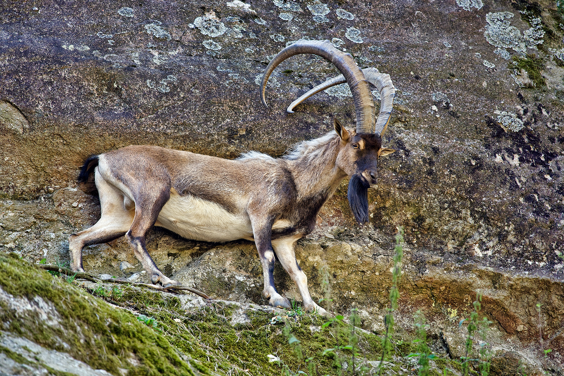 Alpine ibex - Capra ibex