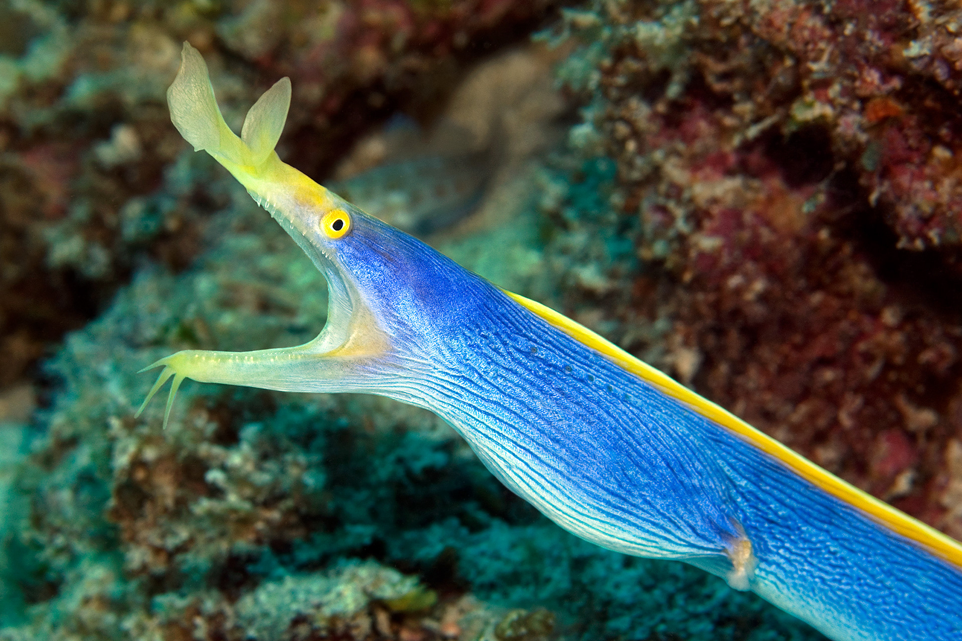 Ribbon moray - Rhinomuraena quaesita