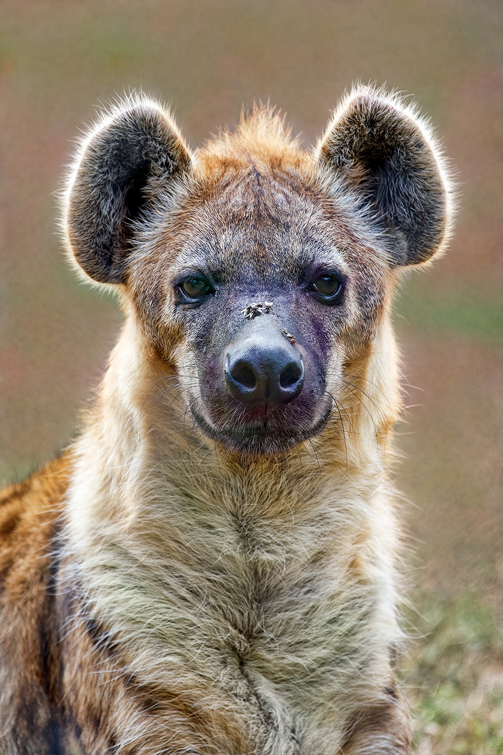 Spotted hyena - Crocuta crocuta